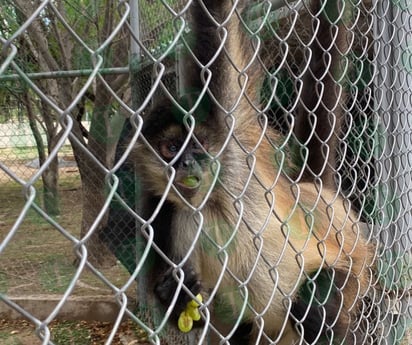 Así desayunan Monky y Monica los dos changuitos del Ecoparque Monclova