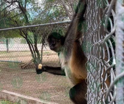 Así desayunan Monky y Monica los dos changuitos del Ecoparque Monclova