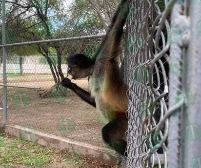 Así desayunan Monky y Monica los dos changuitos del Ecoparque Monclova