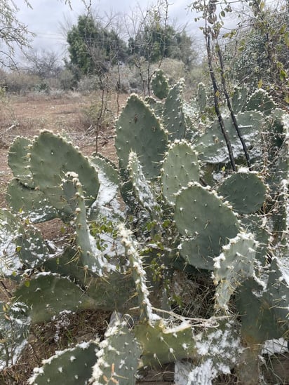 Pozuelos 