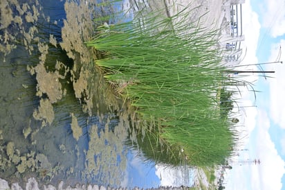 El Río Monclova 