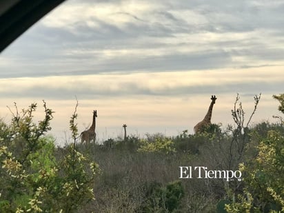 Fauna exótica invade el desierto de Coahuila