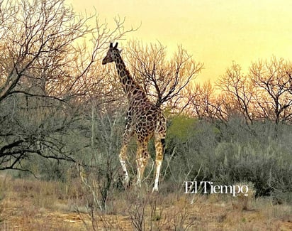 Fauna exótica invade el desierto de Coahuila