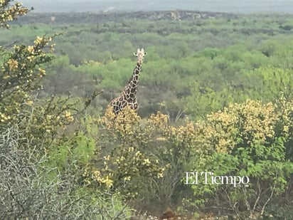 Fauna exótica invade el desierto de Coahuila