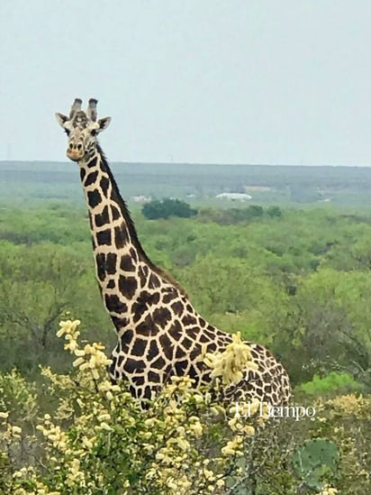 Fauna exótica invade el desierto de Coahuila