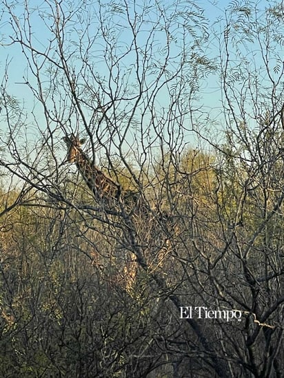Fauna exótica invade el desierto de Coahuila