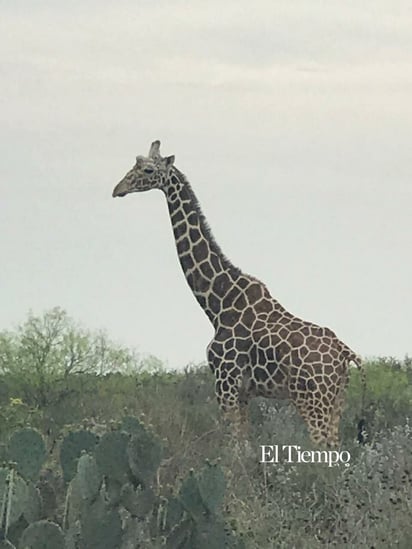 Fauna exótica invade el desierto de Coahuila