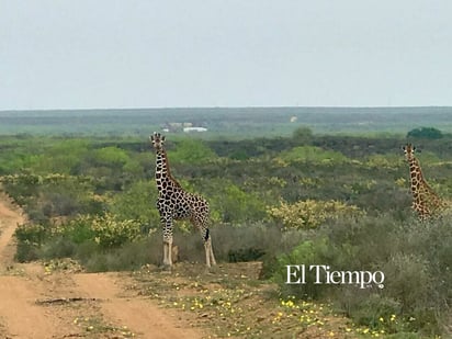Fauna exótica invade el desierto de Coahuila