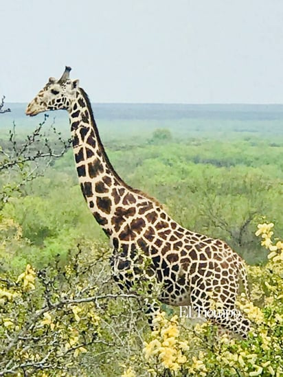 Fauna exótica invade el desierto de Coahuila