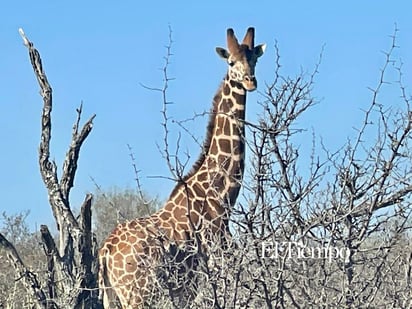 Fauna exótica invade el desierto de Coahuila
