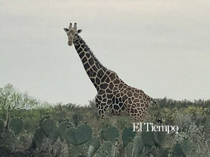 Fauna exótica invade el desierto de Coahuila