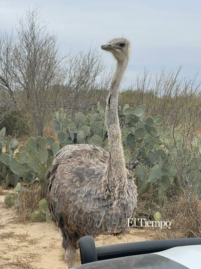 Fauna exótica invade el desierto de Coahuila