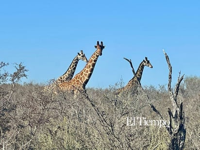 Fauna exótica invade el desierto de Coahuila