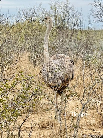 Fauna exótica invade el desierto de Coahuila