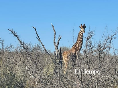 Fauna exótica invade el desierto de Coahuila