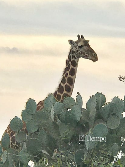 Fauna exótica invade el desierto de Coahuila