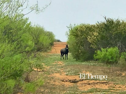 Fauna exótica invade el desierto de Coahuila