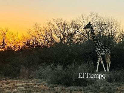 Fauna exótica invade el desierto de Coahuila