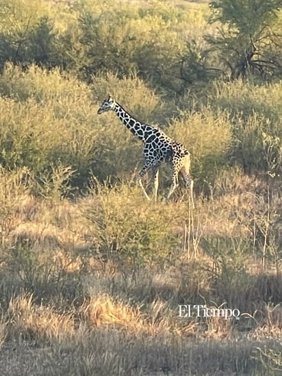 Fauna exótica invade el desierto de Coahuila