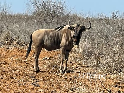 Fauna exótica invade el desierto de Coahuila
