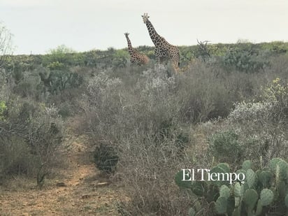 Fauna exótica invade el desierto de Coahuila