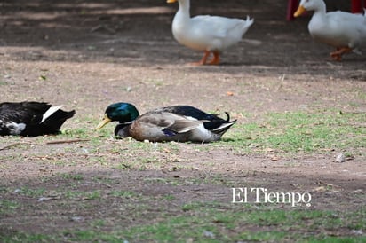 Presencia de ánade real en Monclova evidencia paso migratorio y adaptación urbana
