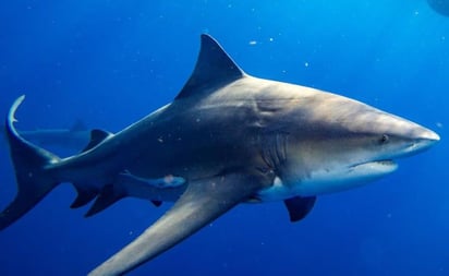 Reportan estable a una de las víctimas del ataque de tiburón en Texas
