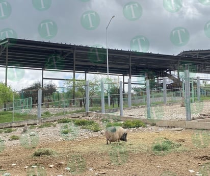 Sobrepoblación de palomas en el Ecoparque causa problemas