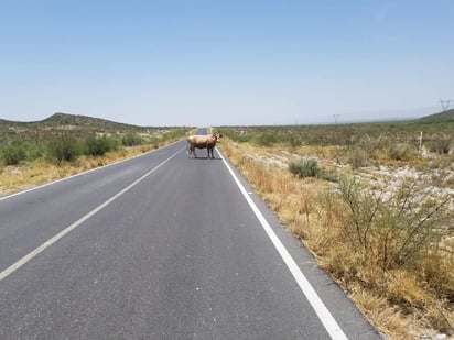 Ganado suelto en Monclova: Un peligro para la seguridad vial