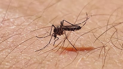 3 casos de dengue son descartados en Monclova