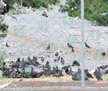 Palomas en zoológico son plaga y causa problema y riesgo de salud