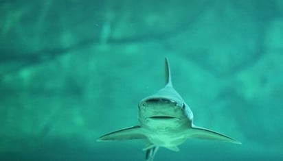 Detectan tiburones intoxicados con cocaína en Brasil