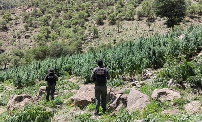 Destruyen más de 300 mil plantas de marihuana en sierra de Namiquipa 