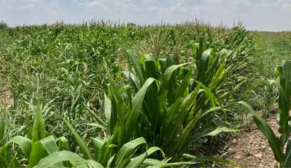 Regidor de San Pedro denuncia pérdidas en cultivos de sorgo forrajero