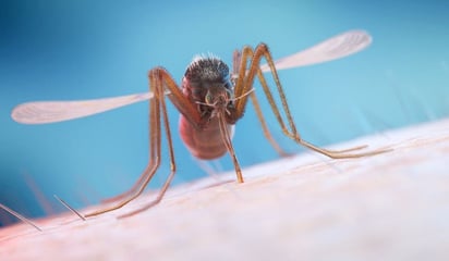 El dengue podría ser una amenaza mayor para los niños obesos