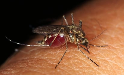 Nuevo León suma 562 casos de dengue, reporta Salud