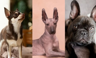 ¿Cuáles son las razas de perros mexicanos, según especialista?