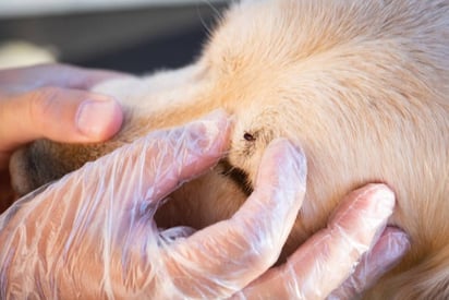 ¿Sabes dónde se esconden las garrapatas al subirse a las mascotas?