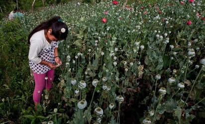 Hay niños involucrados en la cosecha de sustancias para hacer drogas en México: EU