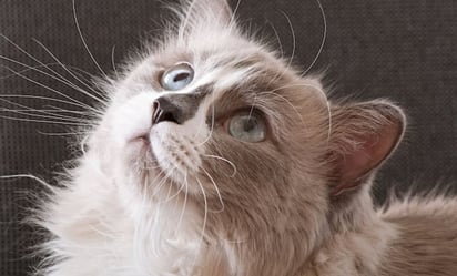 Descubre las 9 razas de gatos con pelo rizado, según especialista