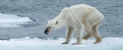 Debido al cambio climático, osos polares se exponen al peligro para sobrevivir