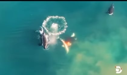Captan a un grupo de orcas devorando a un tiburón blanco