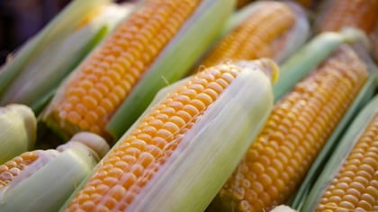 México rechaza maíz transgénico, EU va contra esa negativa