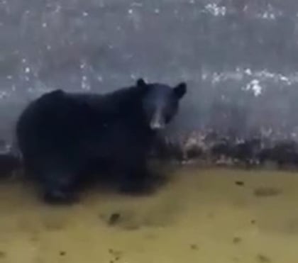 Castañense rescata oso que cayó en pila del rancho El Jabalí