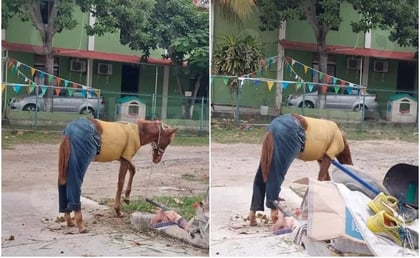 Captan a caballo con pantalón de mezclilla en Tampico; ¿”BoJack Horseman” de la vida real?