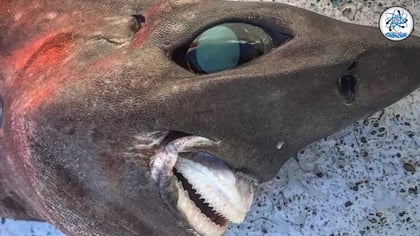 Espeluznante tiburón es arrastrado desde las profundidades del océano y ha desconcertado a los científicos
