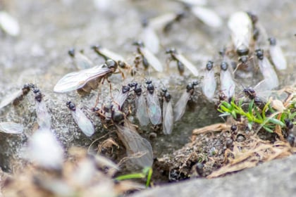 Ambientalistas piden no lastimar a las hormigas voladoras que invaden Acuña