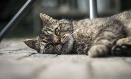 ¿Qué hacer si tu gato deja de comer y beber?