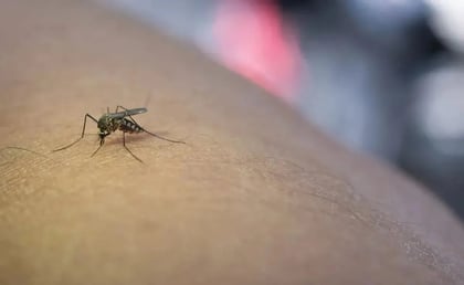 Aumentan 468 por ciento casos de dengue en México: ¿Qué debes saber?