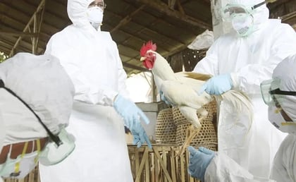 La transmisión de la gripe aviar al hombre es una 'gran preocupación', advierte la OMS